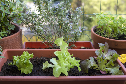 Several planters full of various herbs and vegetables sitting on a small patio.