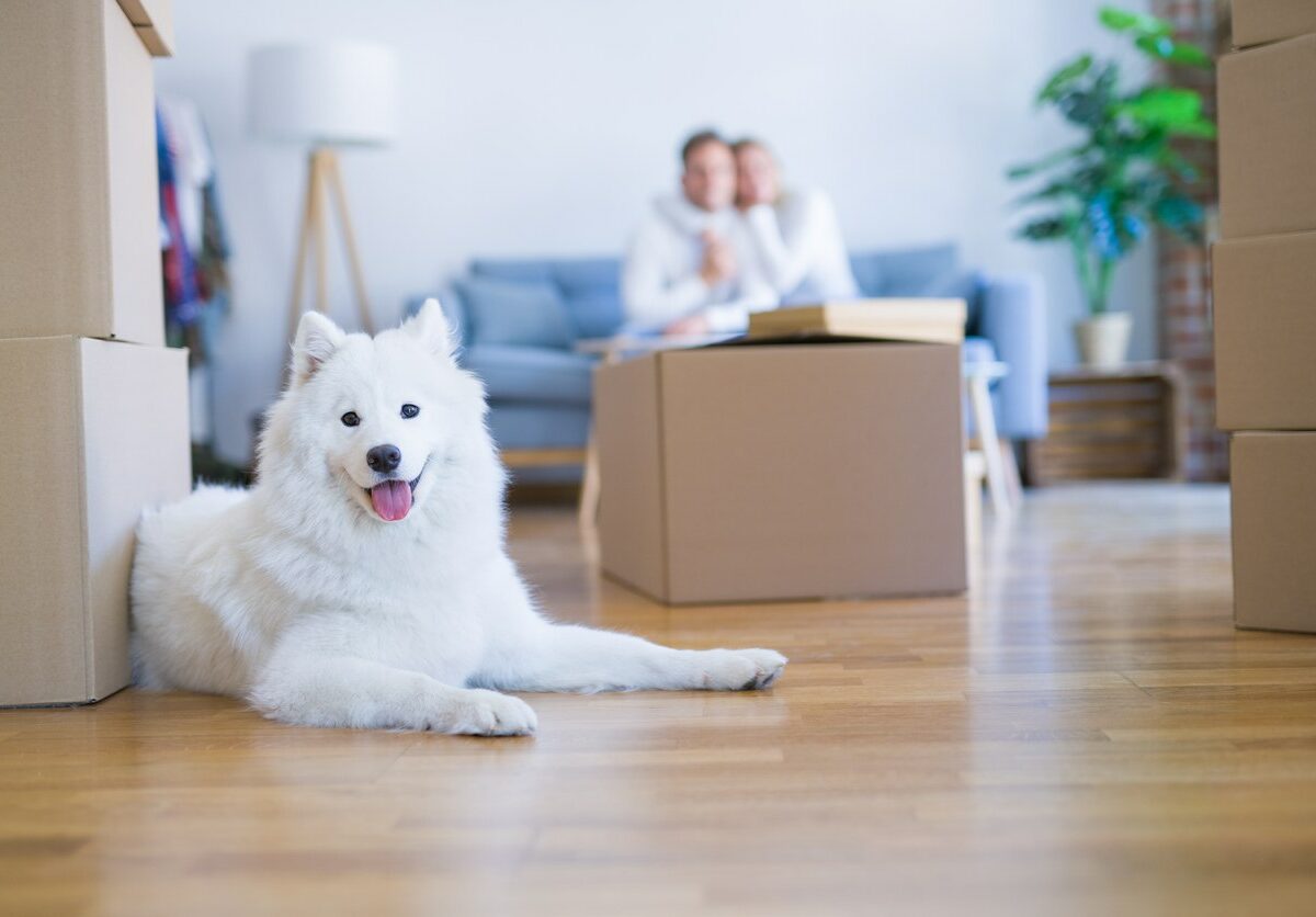 A dog sits on a wood floor with a moving box and couple behind it