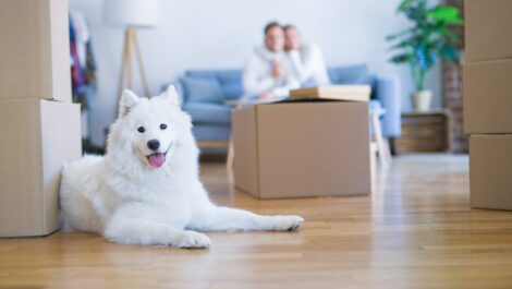 A dog sits on a wood floor with a moving box and couple behind it