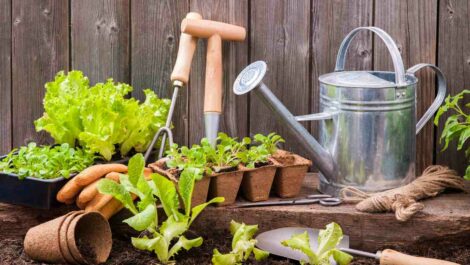 A watering can, gardening tools, and plants sit on top of the dirt of a garden