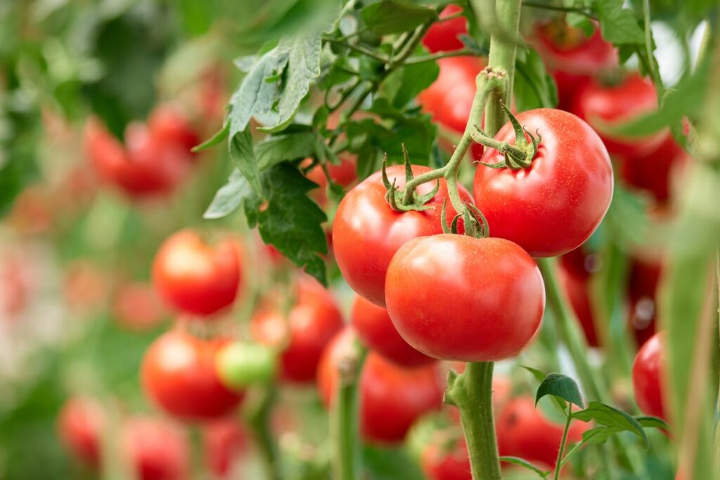 Three ripe homegrown tomatoes on a green branch.