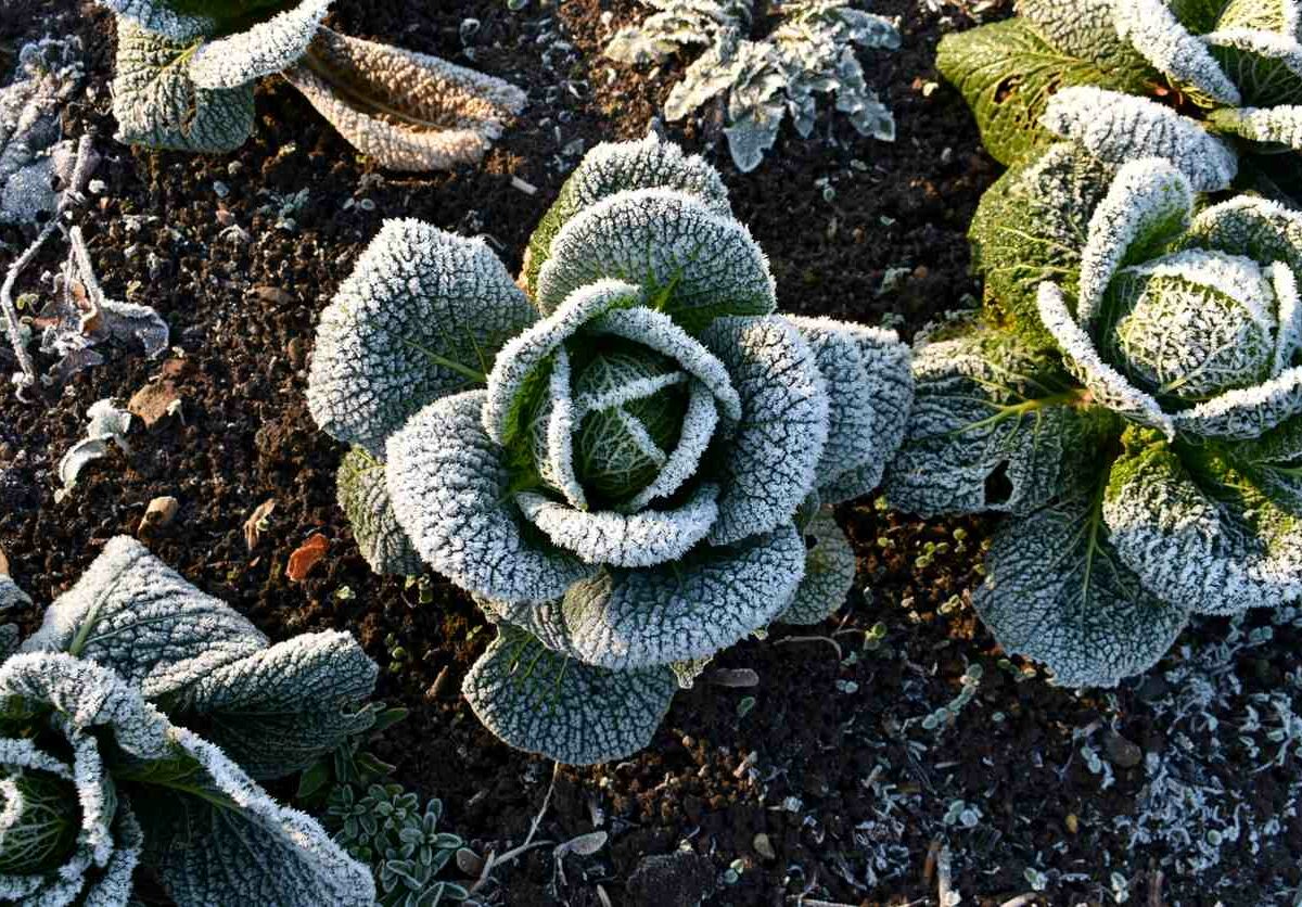 A close-up of a cabbage plant covered in frost.