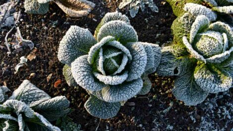 A close-up of a cabbage plant covered in frost.